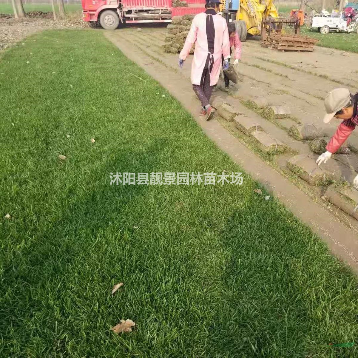 结缕草草坪 中华结缕草一平方多少钱