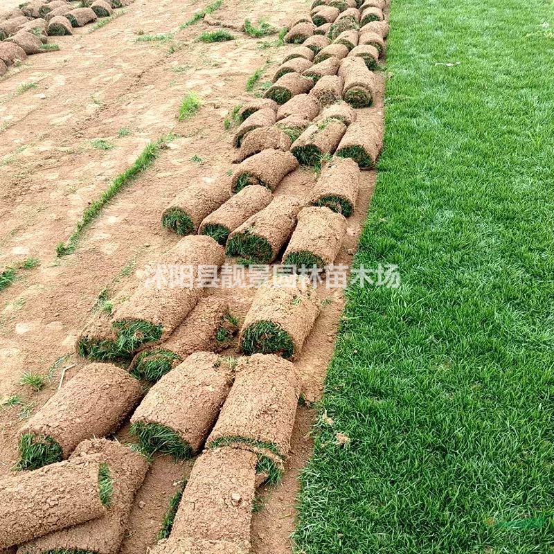 结缕草草坪 中华结缕草一平方多少钱