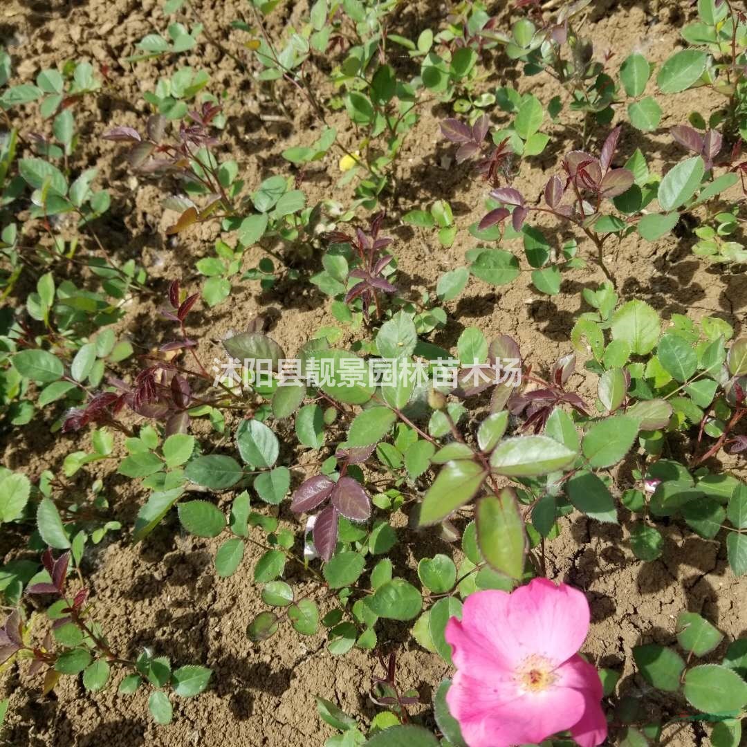月季花苗 丰花月季一株多少钱