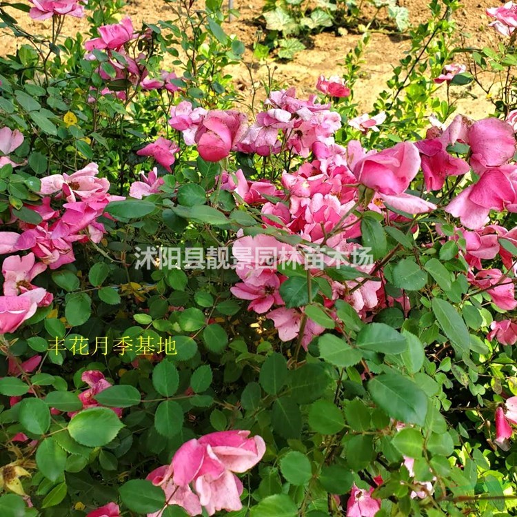 月季花苗 丰花月季一株多少钱