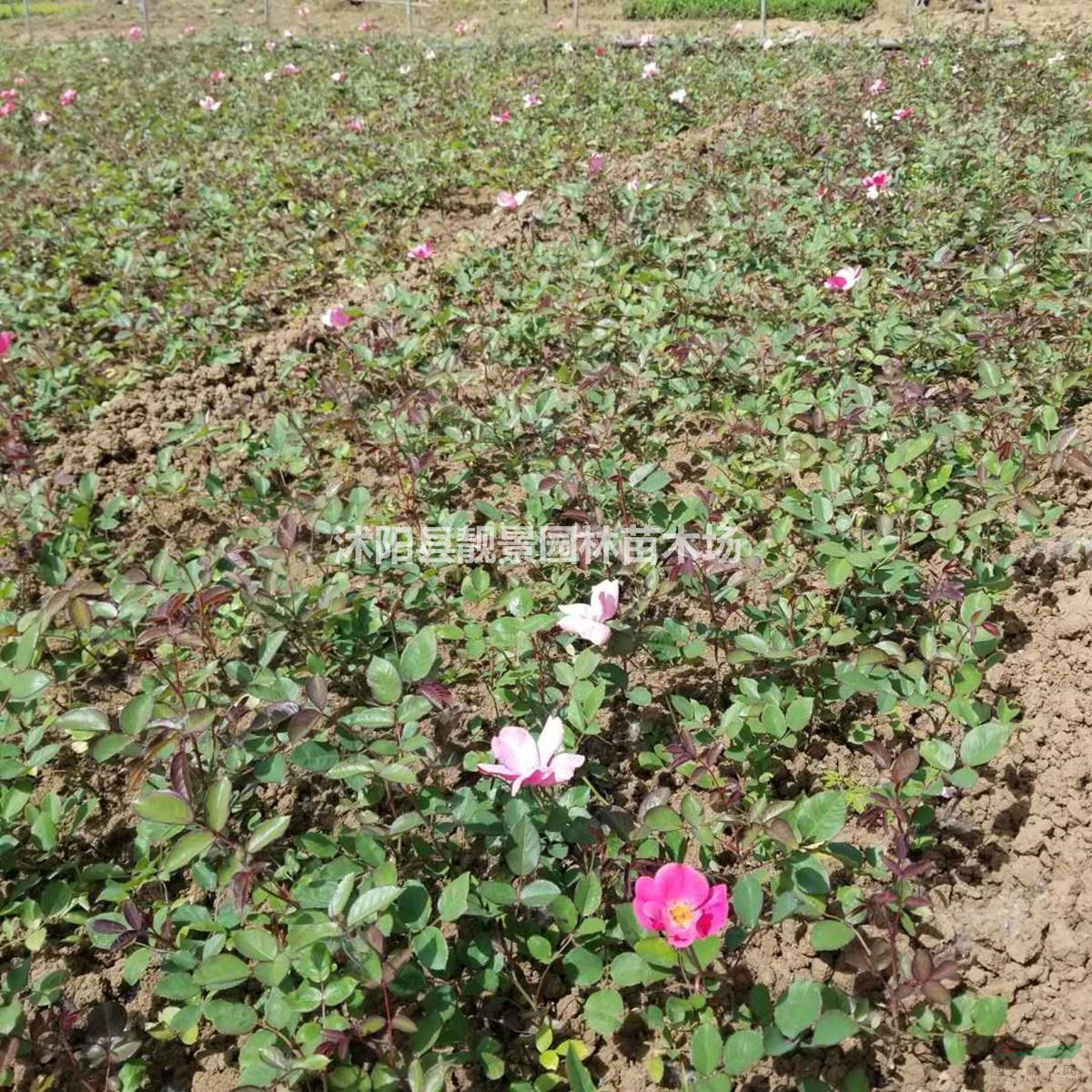月季花苗 丰花月季一株多少钱