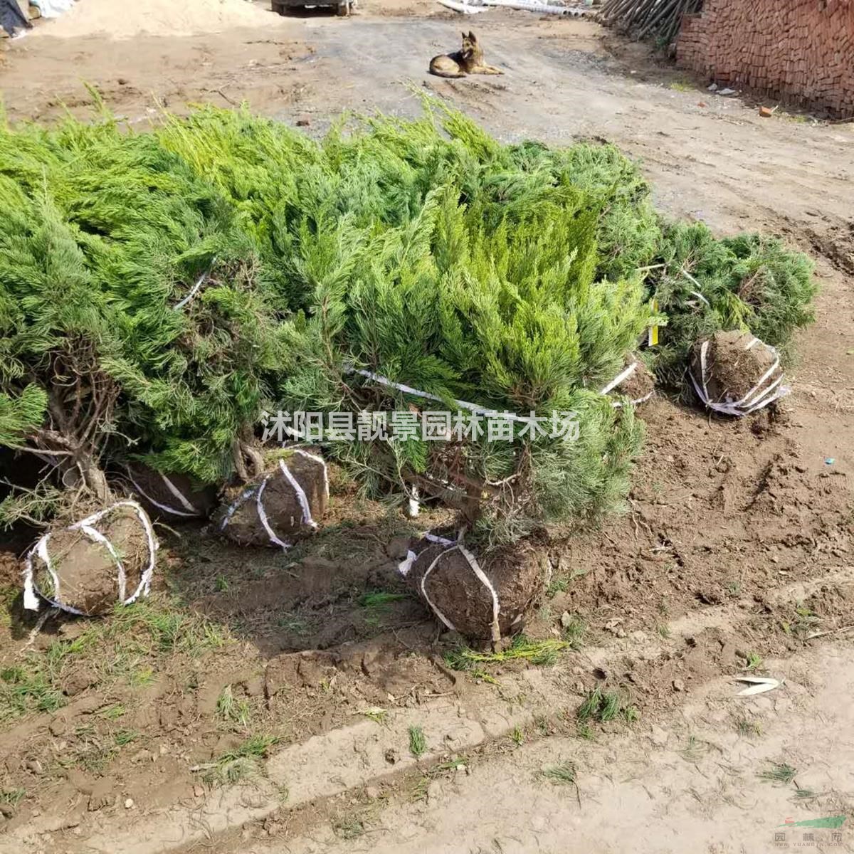 龙柏树苗 龙柏球一株多少钱