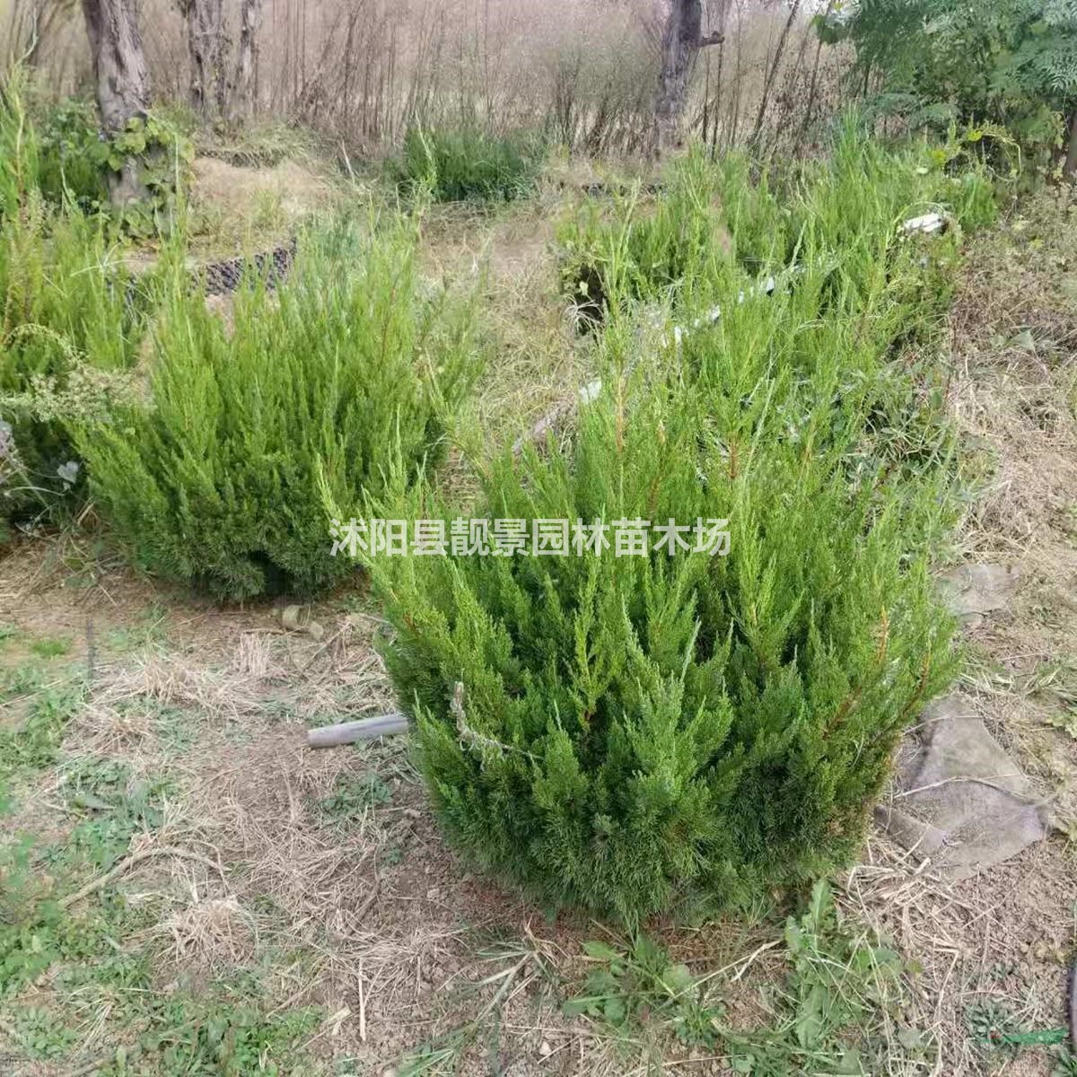 龙柏树苗 龙柏球一株多少钱