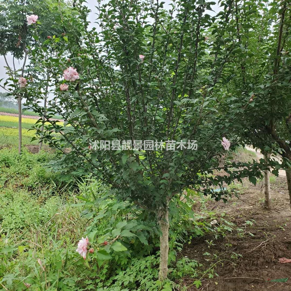 木槿树苗 重瓣木槿一株多少钱