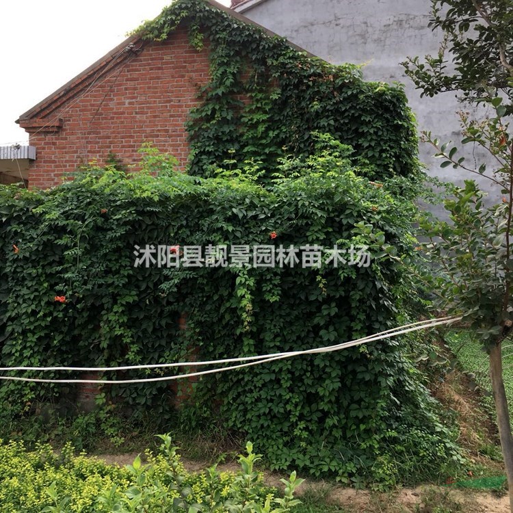 爬山虎树苗 三叶爬山虎一株多少钱