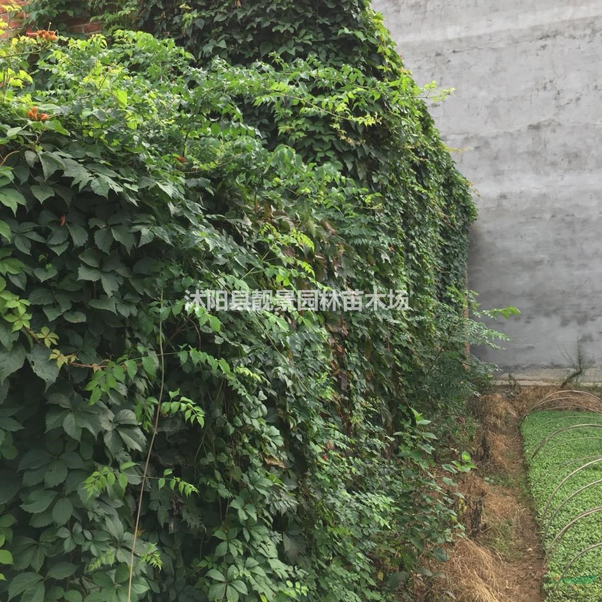 爬山虎树苗 三叶爬山虎一株多少钱