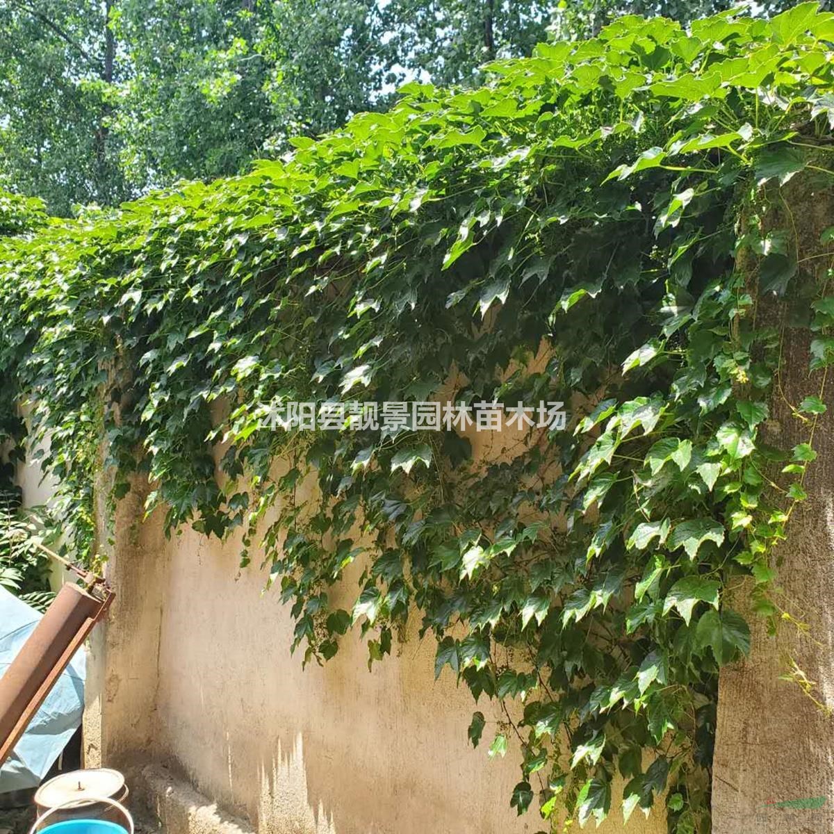 爬山虎树苗 三叶爬山虎一株多少钱