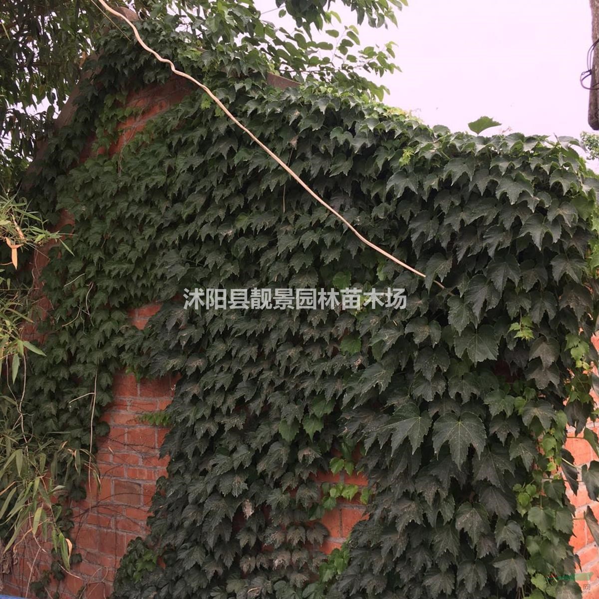 五叶爬山虎树苗 五叶地锦一株多少钱