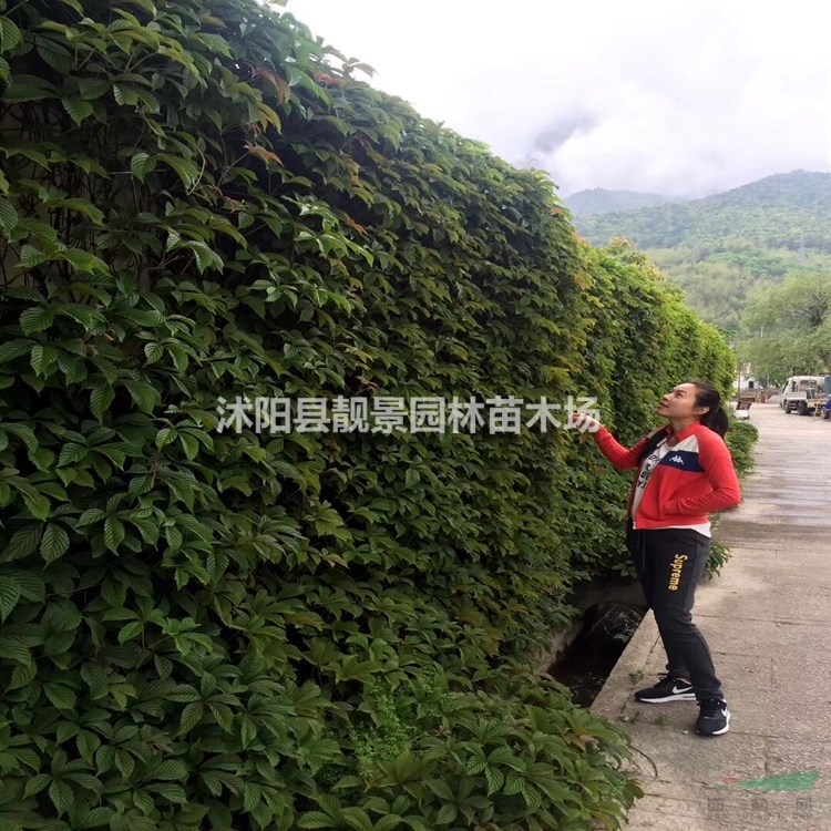五叶爬山虎树苗 五叶地锦一株多少钱