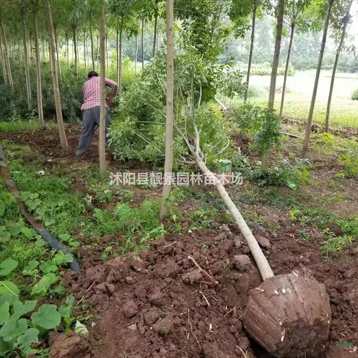 白蜡树价格 白蜡10公分粗一株多少钱