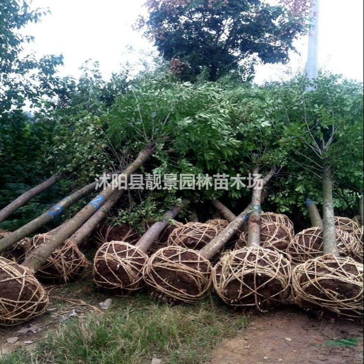 白蜡树价格 白蜡10公分粗一株多少钱