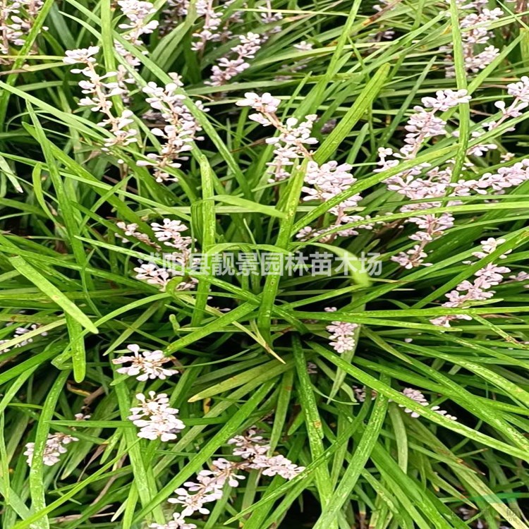 麦冬草树苗 中叶麦冬草一株多少钱