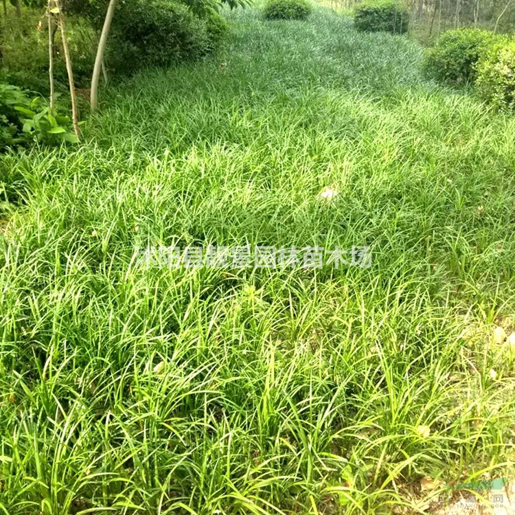 麦冬草树苗 中叶麦冬草一株多少钱