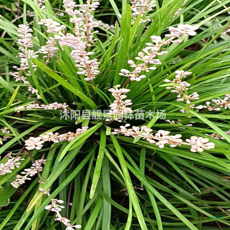 麦冬草树苗 中叶麦冬草一株多少钱