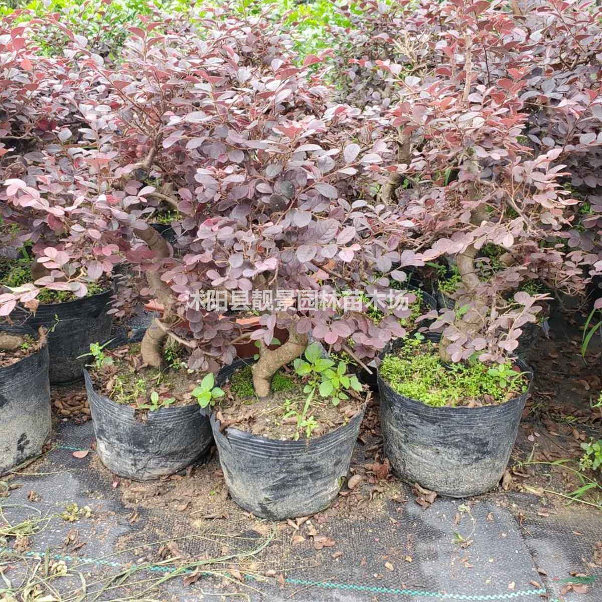 红花檵木树苗 红花檵木50公分高多少钱