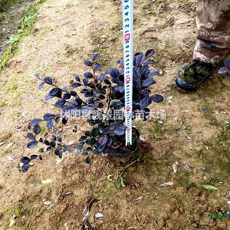 红花檵木树苗 红花檵木50公分高多少钱