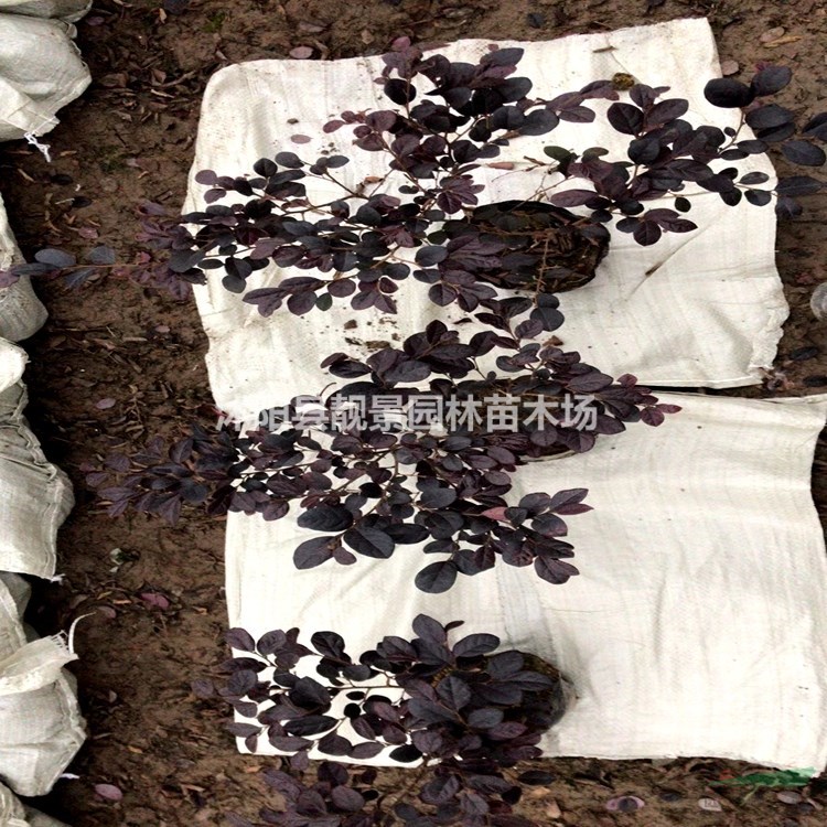 红花檵木树苗 红花檵木50公分高多少钱