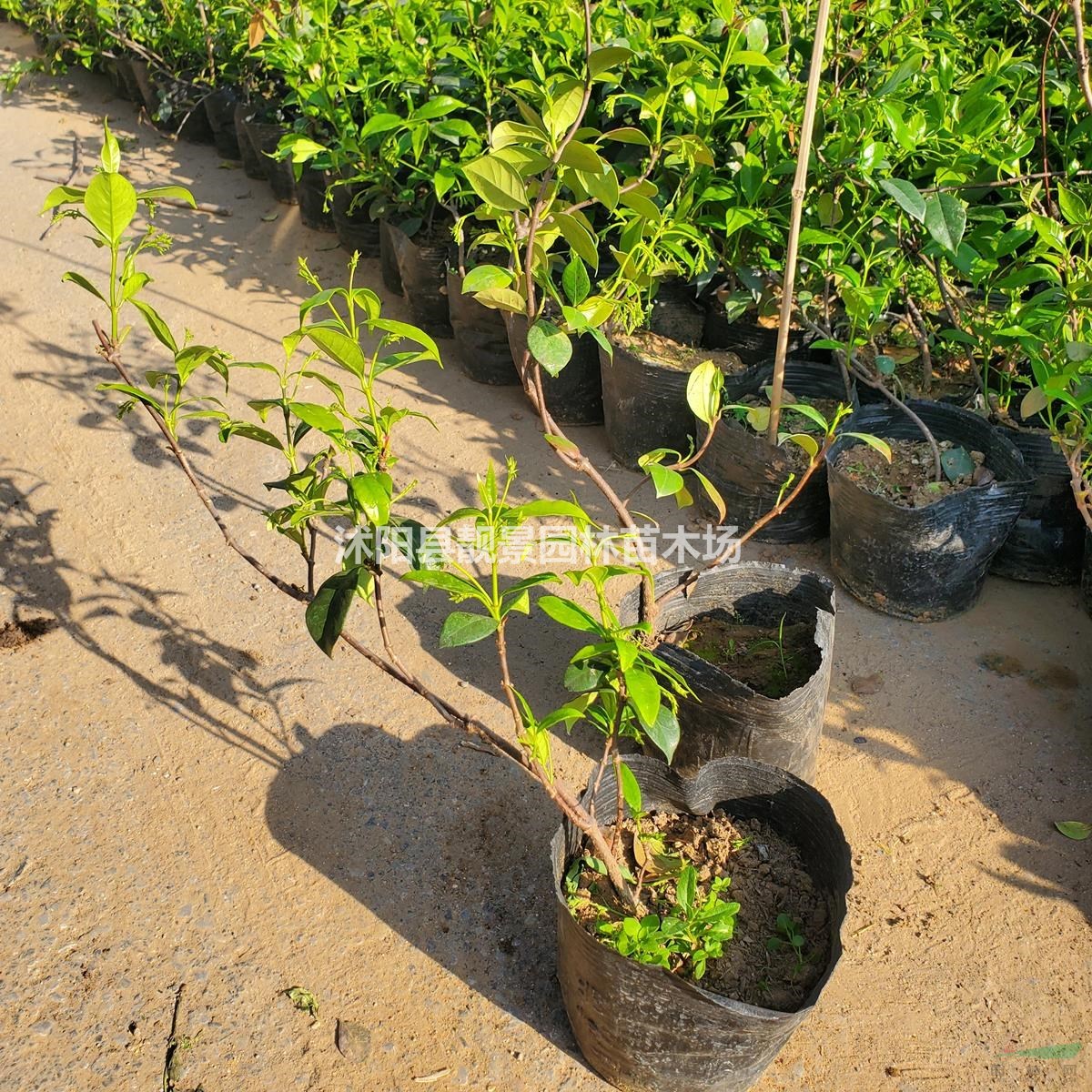 风车茉莉树苗 风车茉莉60公分长一株多少钱