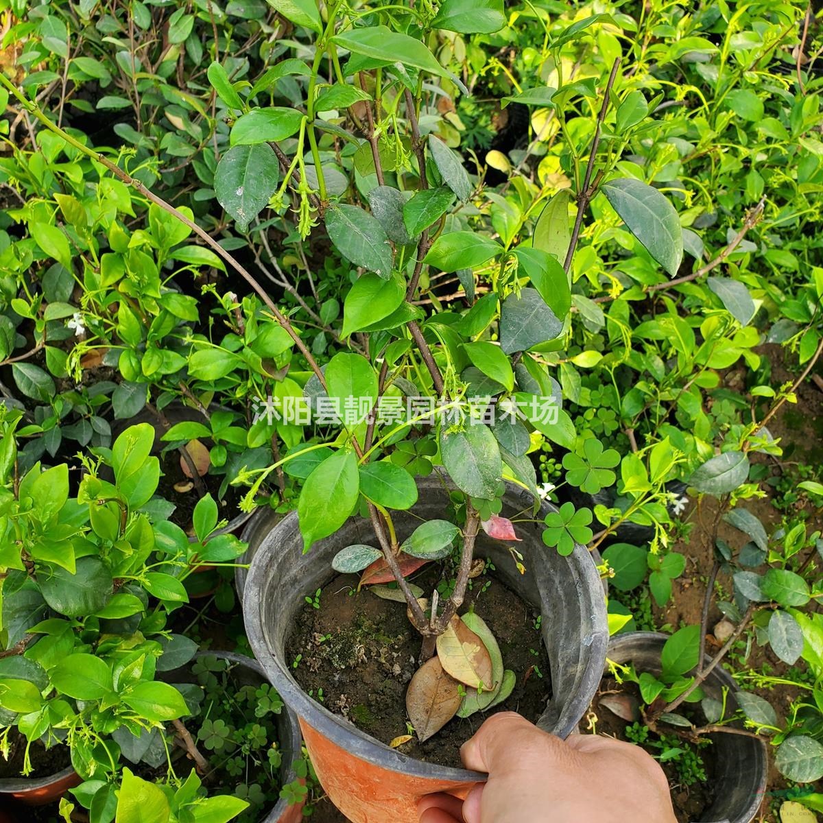 风车茉莉树苗 风车茉莉60公分长一株多少钱