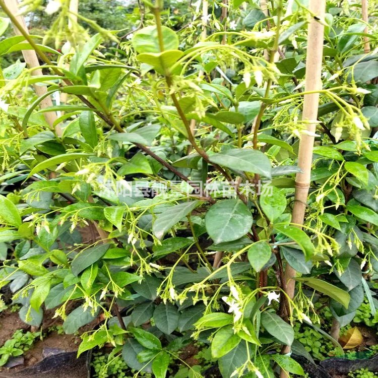 风车茉莉树苗 风车茉莉60公分长一株多少钱