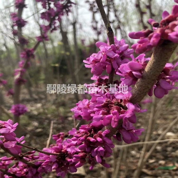 许昌批发基地 独杆紫荆树 丛生紫荆 绿之林