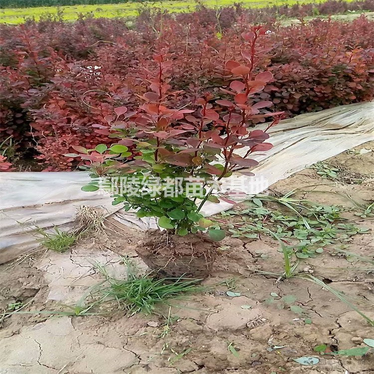 可供漯河苗木基地 漯河红叶小檗价格 红叶小檗批发 红叶小波种植基地