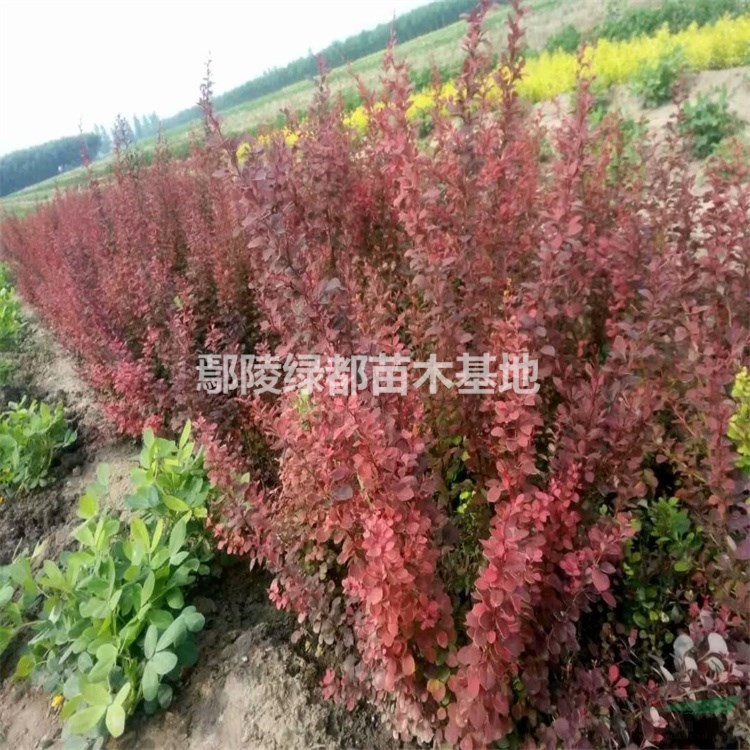 可供漯河苗木基地 漯河红叶小檗价格 红叶小檗批发 红叶小波种植基地