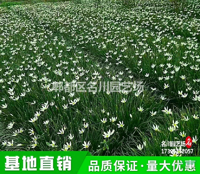 成都白花葱莲种植基地_批发玉帘_出售葱兰_郫县草花直供_园林绿化苗木