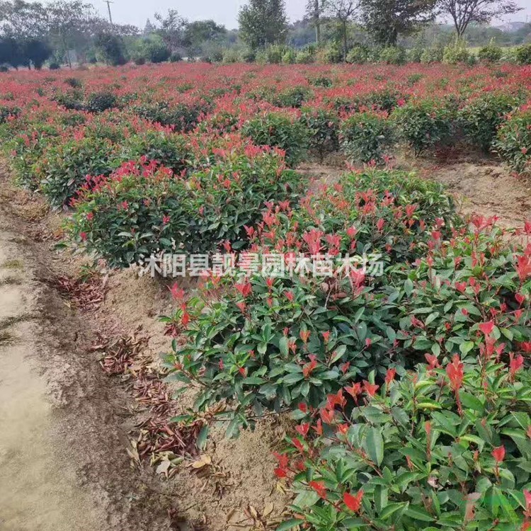 红叶石楠树苗 红叶石楠球1米多少钱