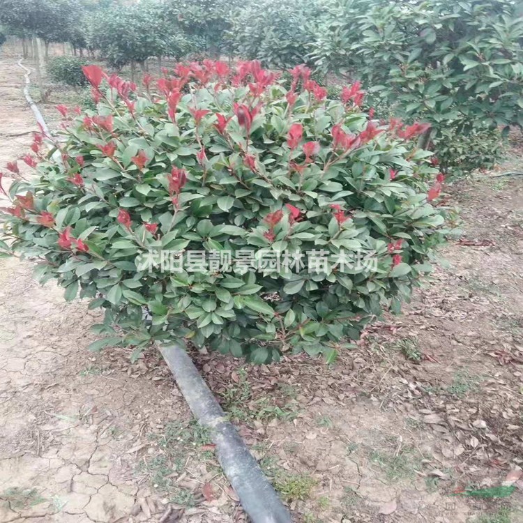 红叶石楠树苗 红叶石楠球1米多少钱