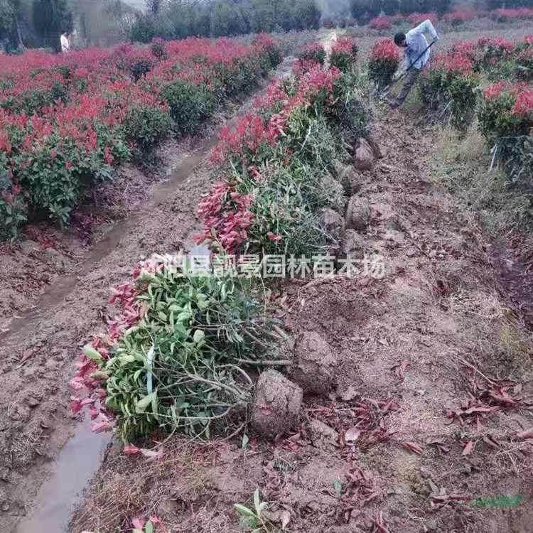 红叶石楠树苗 红叶石楠球1米多少钱