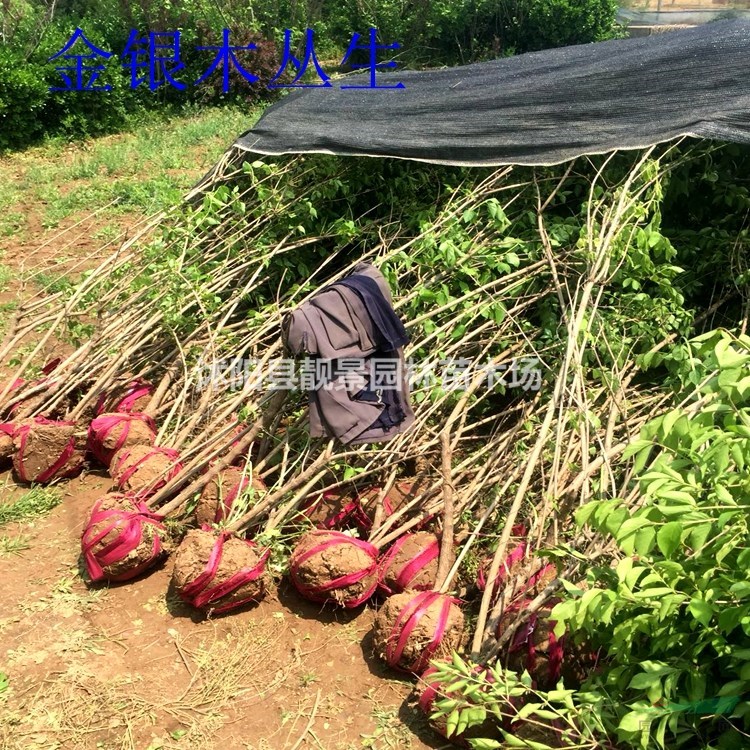 金银木树苗 金银木丛生一株多少钱