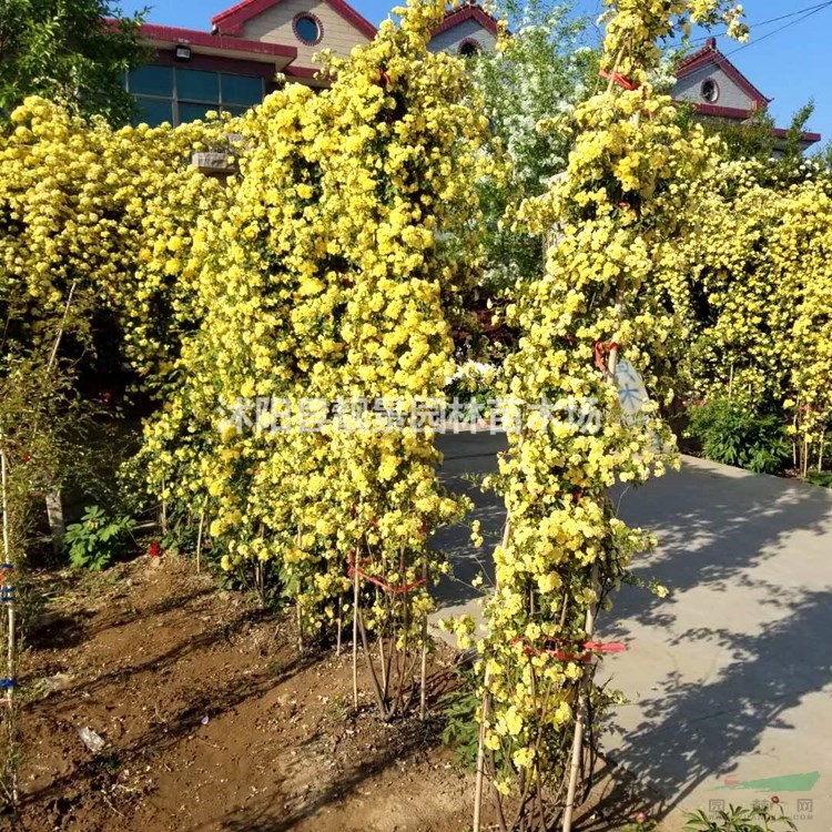 木香花树苗 木香1.5米长一株多少钱