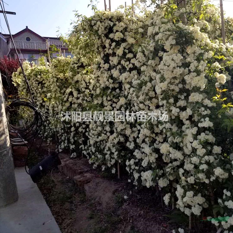 木香花树苗 木香1.5米长一株多少钱