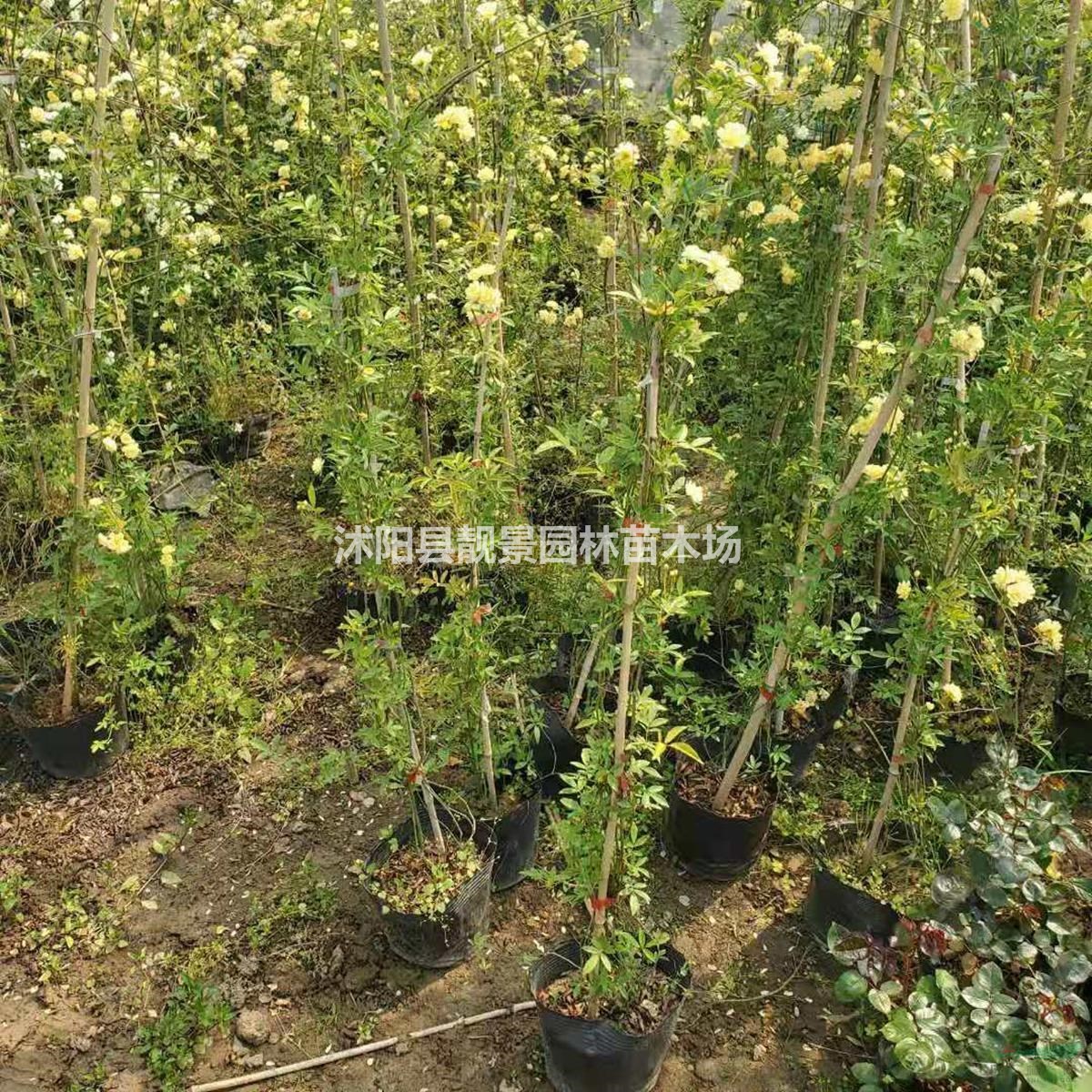 木香花树苗 木香1.5米长一株多少钱