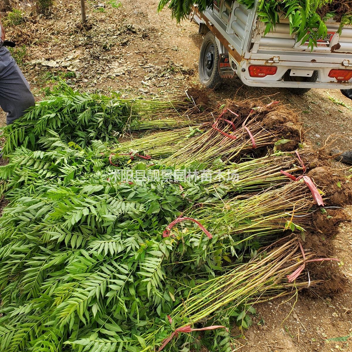 珍珠梅树苗 东北珍珠梅一株多少钱
