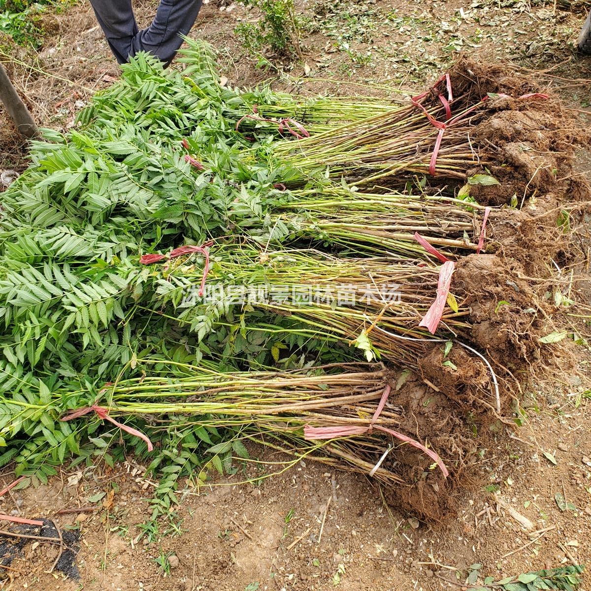 珍珠梅树苗 东北珍珠梅一株多少钱