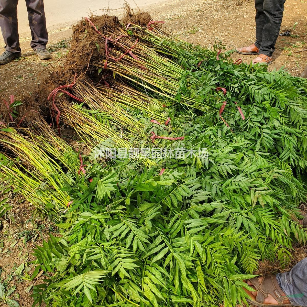 珍珠梅树苗 东北珍珠梅一株多少钱