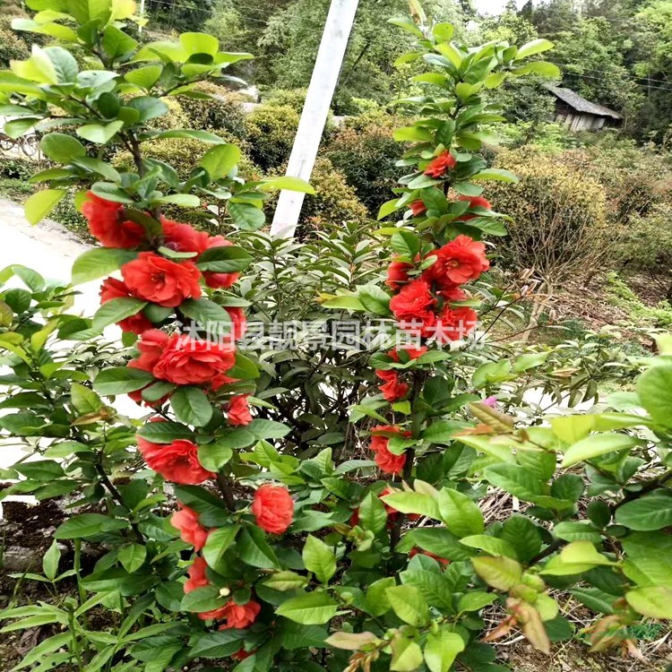 贴梗海棠树苗 贴梗海棠50公分一株多少钱