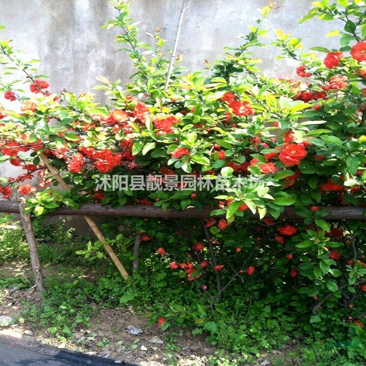 贴梗海棠树苗 贴梗海棠50公分一株多少钱