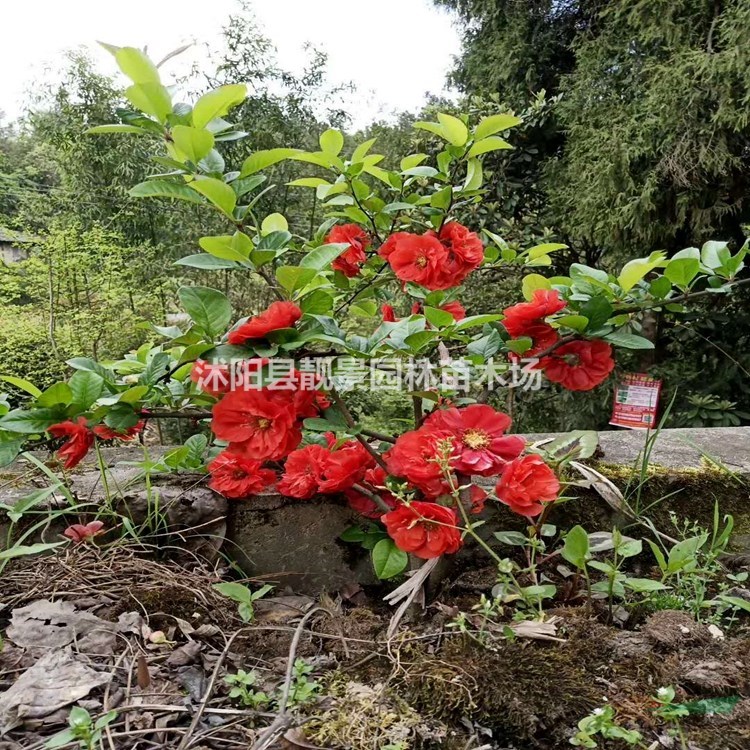 贴梗海棠树苗 贴梗海棠50公分一株多少钱