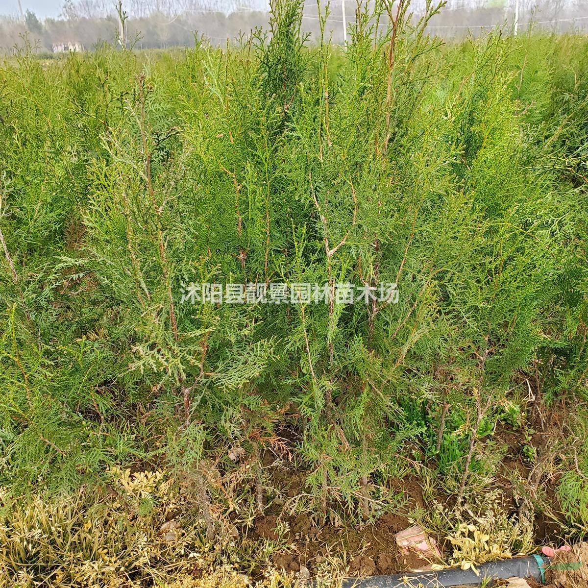 侧柏树苗 侧柏50公分高一株多少钱