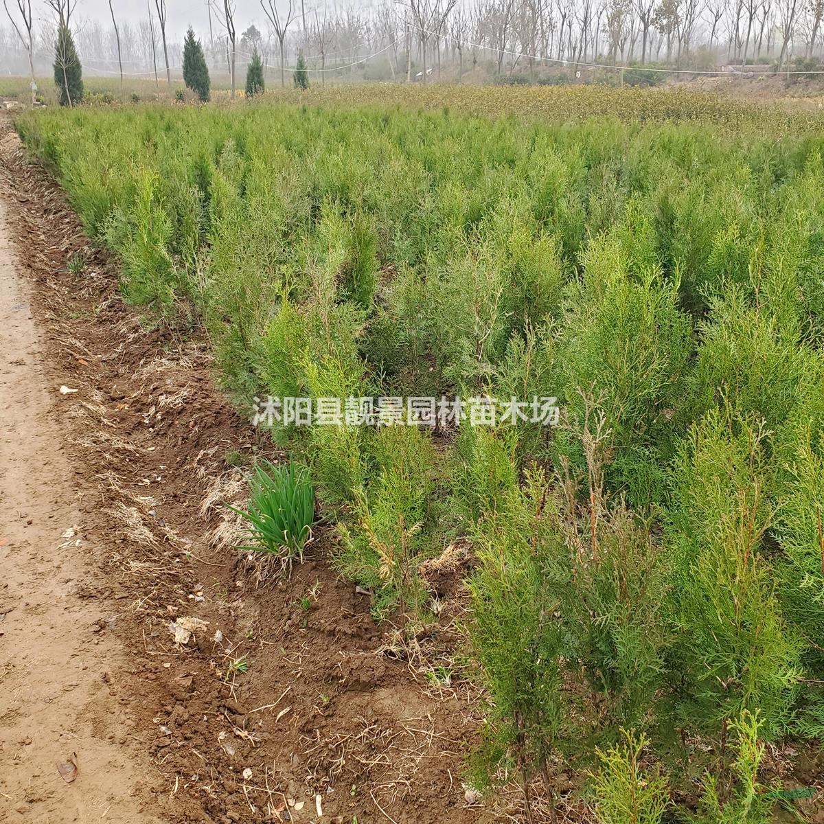 侧柏树苗 侧柏50公分高一株多少钱