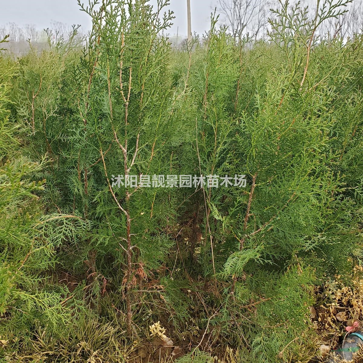 侧柏树苗 侧柏50公分高一株多少钱