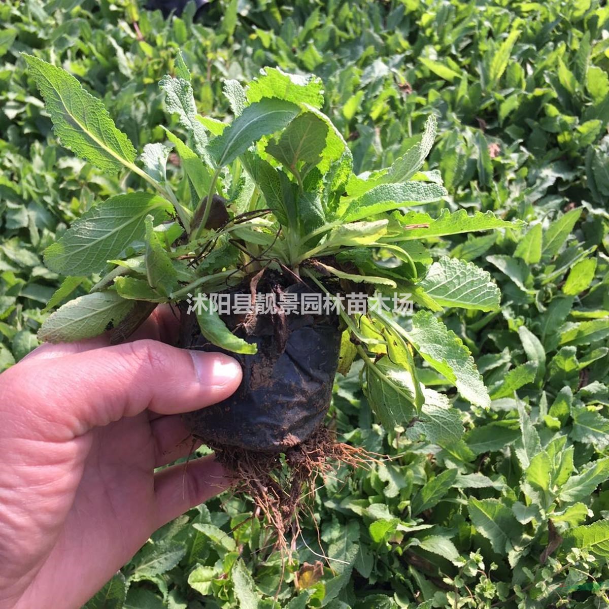 鼠尾草树苗 蓝花鼠尾草一株多少钱