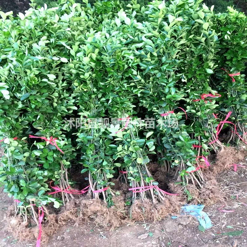 北海道黄杨树苗 北海道1.5米高多少钱