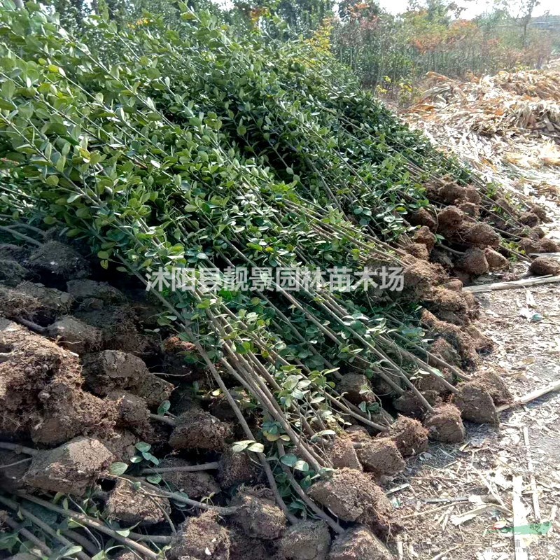 北海道黄杨树苗 北海道1.5米高多少钱