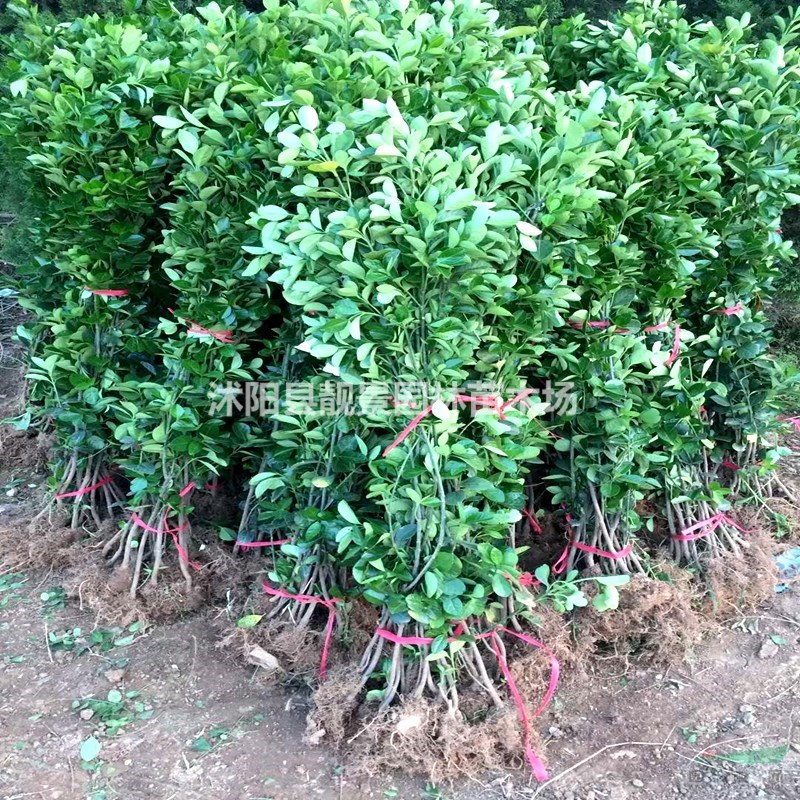 北海道黄杨树苗 北海道1.5米高多少钱