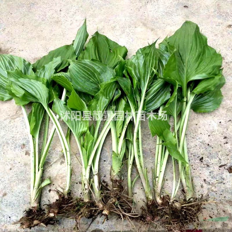 玉簪树苗 花叶玉簪一株多少钱