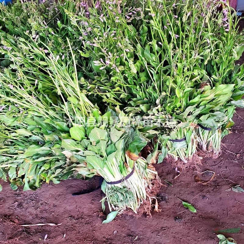 玉簪树苗 花叶玉簪一株多少钱